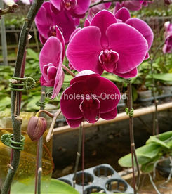 phal hot pink (2).JPG