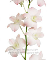 dendrobium peach-.jpg