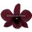 Thumbnail: Dendrobium Black & Plum Eggplant Orchid Fresh Cut Flowers