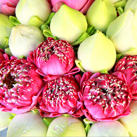 lotus white pink.PNG