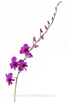 New Madam dendrobium 3.jpg