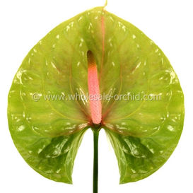 anthurium pistacha.jpg