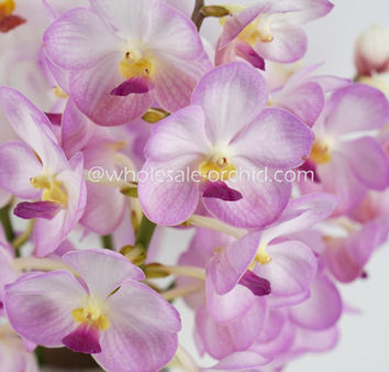 Ascocenda pink wm.jpg