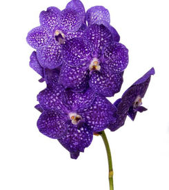 Vanda Nitaya Tweed Blue AC.jpg
