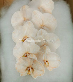 PHALAEN - DYED APRICOTT 2.jpg