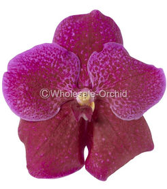 VDMGR VANDA MAGIC RED.jpg