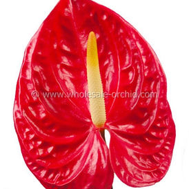 anthurium tropical..jpg