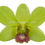Thumbnail: Dendrobium Green Jade Orchid Fresh Cut Flowers