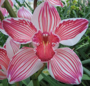 dyed red cymbidium.jpg
