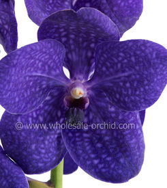 Vanda Patchara.jpg