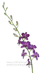 dendrobium blue ocean_.jpg