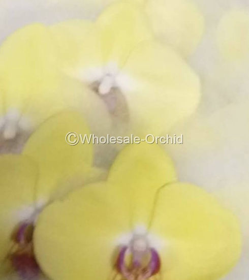 phalaen yellow 1.jpg