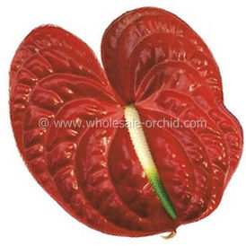 anthurium Calisto.jpg