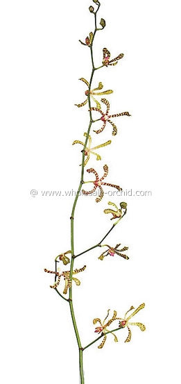 aranthera Maggei Oei_.jpg