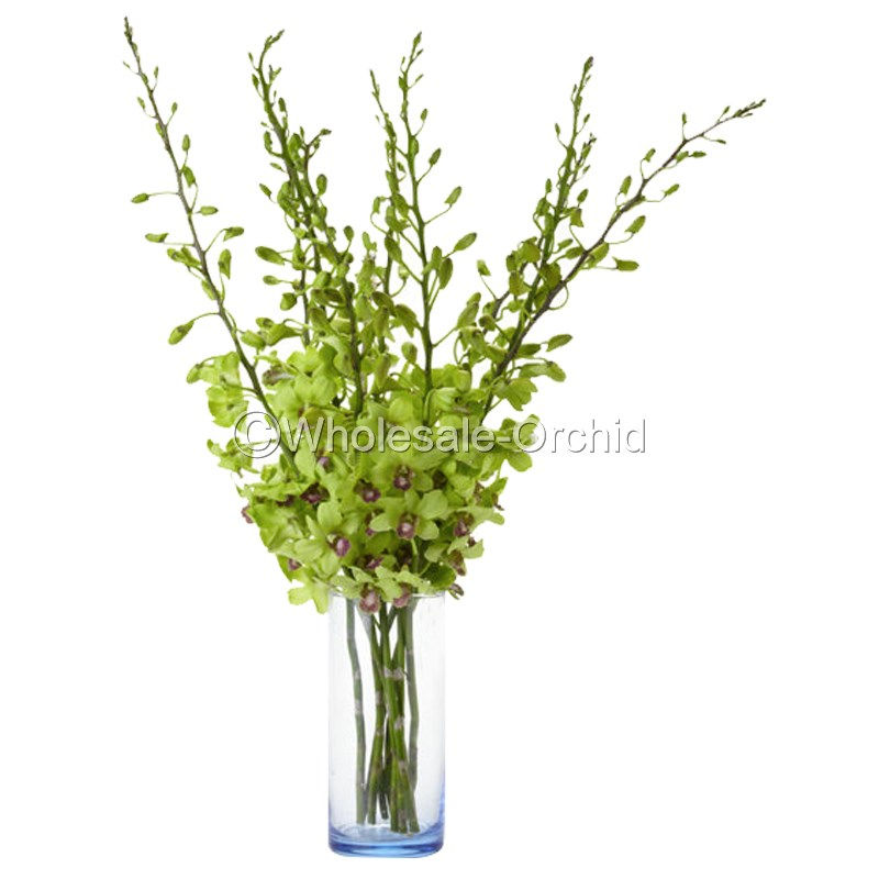 Dendrobium Green Jade Orchid Fresh Cut Flowers