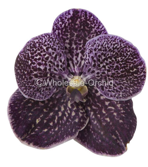 VD-BMG VANDA BLACK MAGIC.jpg