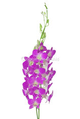 debdro pink QUEEN PINK.jpg