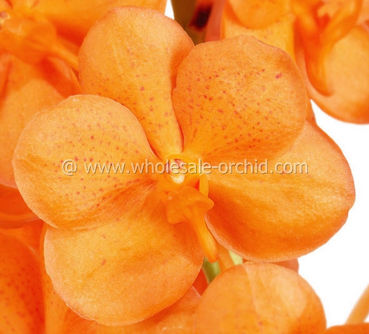 ascocenda bangkok gold 2.jpg