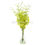 Thumbnail: Dendrobium Green Orchid Fresh Cut Flowers
