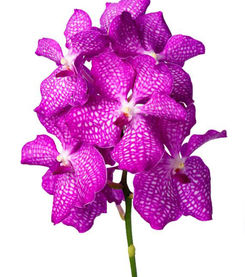 vanda kanchana magic pink AC.jpg