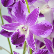 pink butterfly orchid novelty.jpg