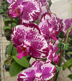 06 phalaen harlequin spotted 2.jpg