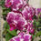 Thumbnail: Phalaenopsis Haelequin PURPLE Spotted Orchid Fresh Cut Flowers