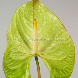 anthurium laguna.jpg