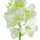 Thumbnail: Vanda White Orchid Fresh Cut Flowers