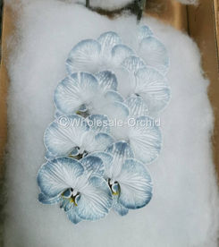 PHALAEN - DYED BLACK 2.jpg