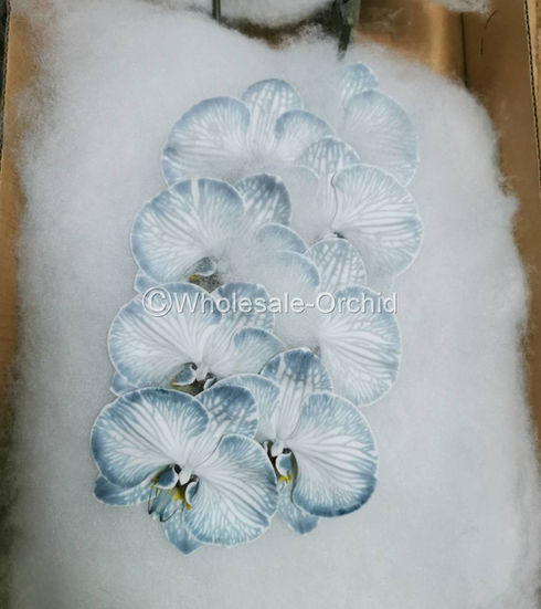 PHALAEN - DYED BLACK 2.jpg