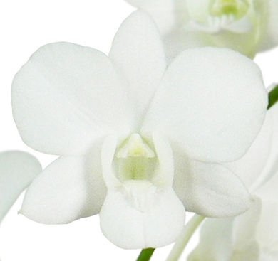 dendrobium imperial bride orchid