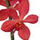 Thumbnail: Mokara RED Orchid Fresh Cut Flowers
