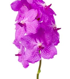 candy pink CDP 0.jpg