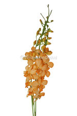 dendro DYED-bwf ORANGE.jpg