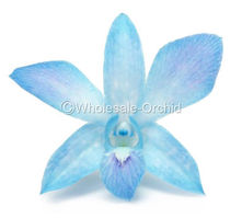 MT-B MISS TEEN DYED BLUE 1 800.jpg