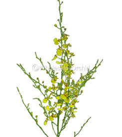 ONCIDIUM golden shower - onc ok.jpg