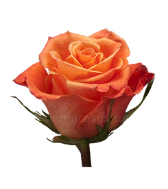 Orange_Unique TGM W.png