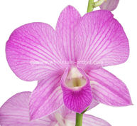 candy sweet lai sirin.jpg