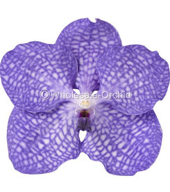 VDSB VANDA SKY BLUE.jpg