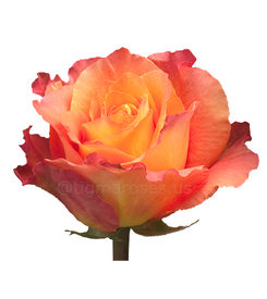 Free_Spirit TGM W.png