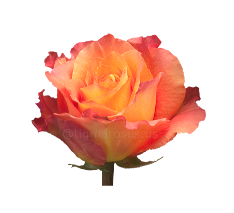 Free_Spirit TGM W.png