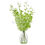Thumbnail: Dendrobium White DYED GREEN Orchid Fresh Cut Flowers