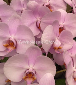 03 phalaen antique pink LIGHT_.jpg