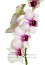dendrobium pink sunshine-.jpg