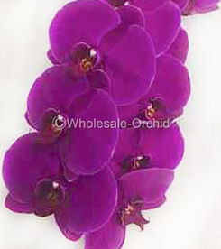 02 phalaen purple.jpg