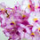 Thumbnail: Ascocenda Light Pink Orchid (Mini Vanda) Fresh Cut Flowers