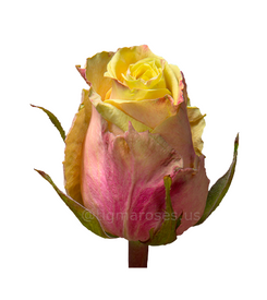 Fancy_Curiosa TGM W.png