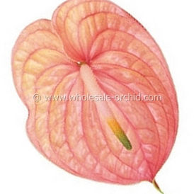 anthurium Nunzia.jpg