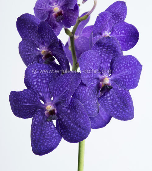 Vanda Patchara_.jpg